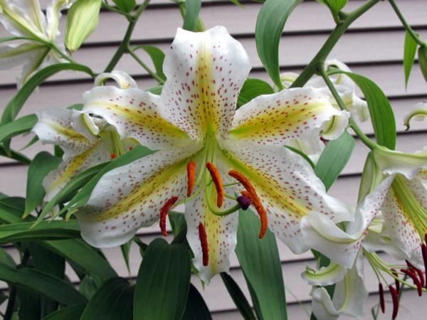 Photo of Lily (Lilium 'Doc') uploaded by goldfinch4