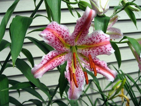 Photo of Lily (Lilium 'Queen Fantasia') uploaded by goldfinch4