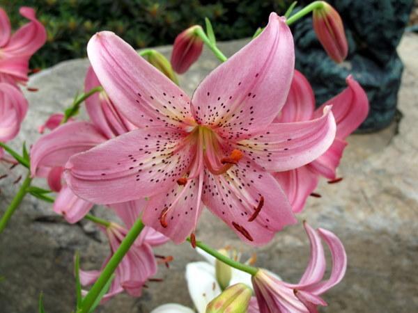 Photo of Lily (Lilium 'Iowa Rose') uploaded by goldfinch4