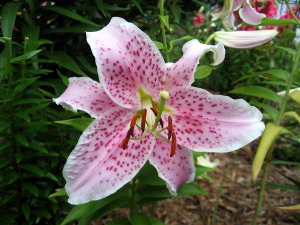 Photo of Lily (Lilium 'Pink Dame') uploaded by goldfinch4