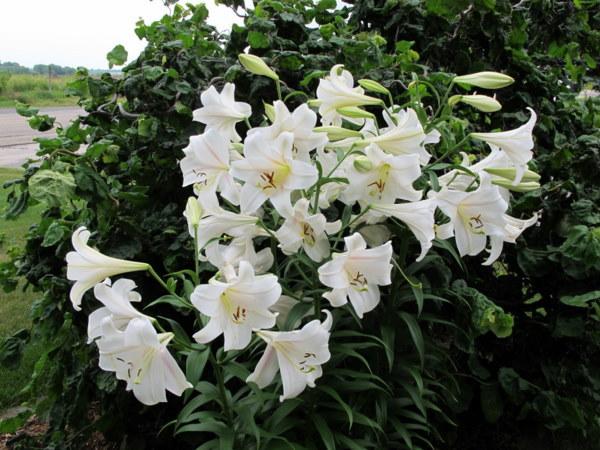 Photo of Lily (Lilium 'Long Island') uploaded by goldfinch4
