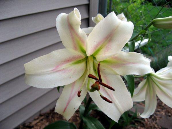 Photo of Lily (Lilium 'Bonbini') uploaded by goldfinch4