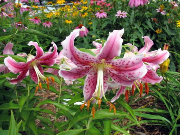 Photo of Lily (Lilium 'Wild Heart') uploaded by goldfinch4