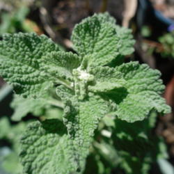 Location: Northeastern, Texas
Date: March 2011
Horehound leaves can be made into a tea to treat coughs