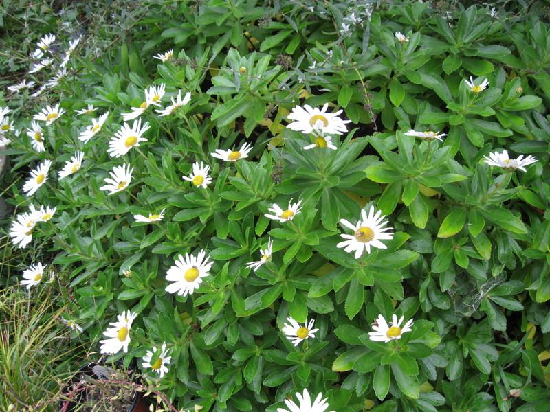 Photo of Montauk Daisy (Nipponanthemum nipponicum) uploaded by carolyn22