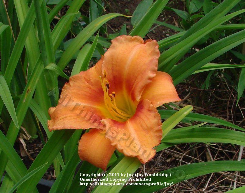 Photo of Daylily (Hemerocallis 'Leebea Orange Crush') uploaded by joy