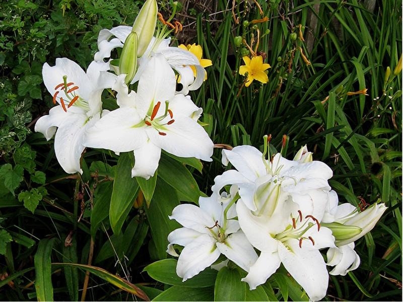 Photo of Oriental Lily (Lilium 'Casa Blanca') uploaded by larryr