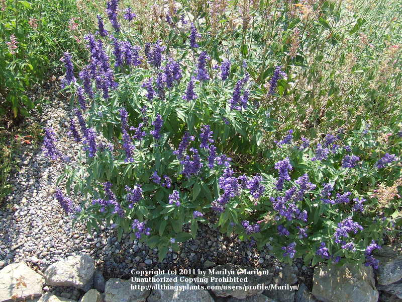 Photo of Mealycup Sage (Salvia farinacea 'Victoria Blue') uploaded by Marilyn