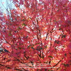 Location: Northern KY
Date: 2010-10-14
Leaves of my neighbor's tree.