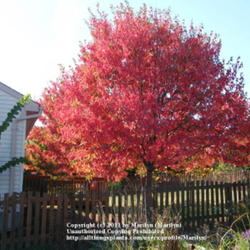 Location: Northern KY
Date: 2010-10-14
My next door neighbor's tree, taken from my yard.