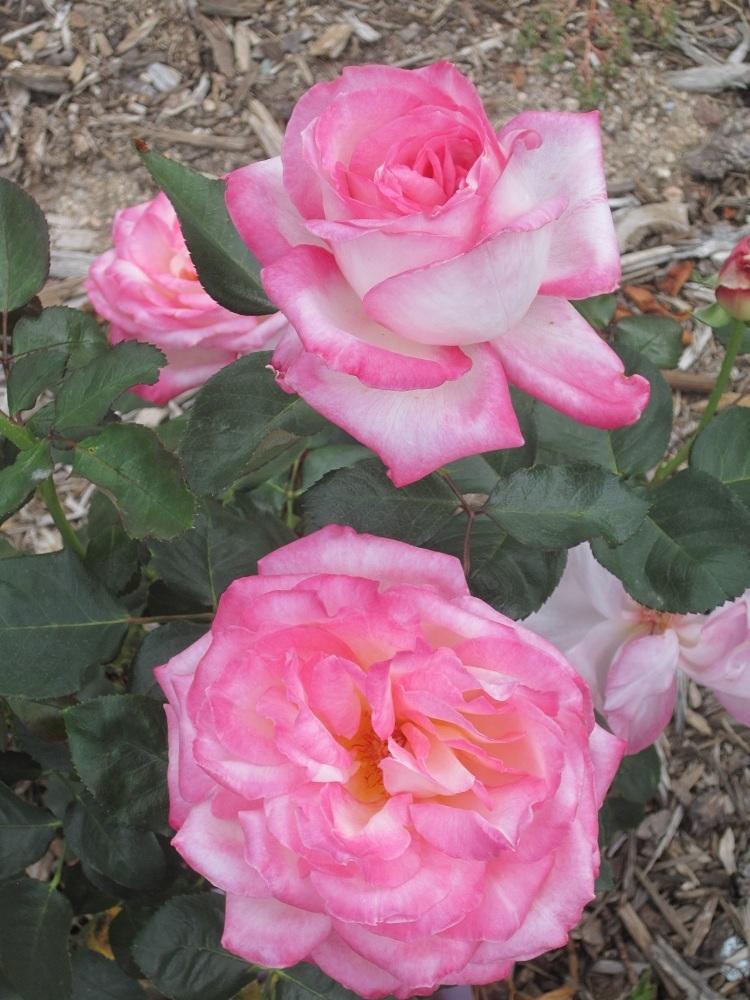 Photo of Rose (Rosa 'California Dreamin'') uploaded by skiekitty