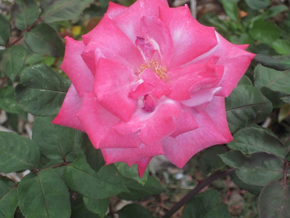 Photo of Rose (Rosa 'Paradise') uploaded by skiekitty