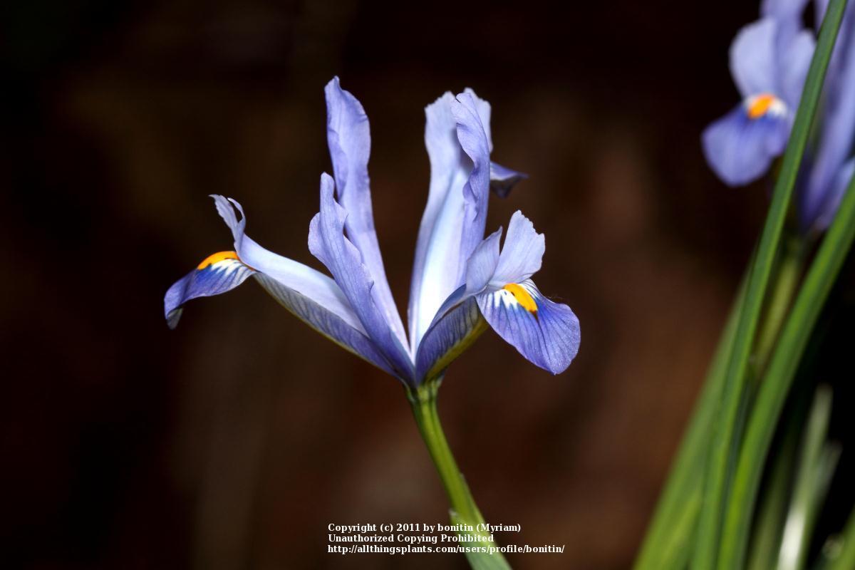 Photo of Reticulated Iris (Iris reticulata 'Cantab') uploaded by bonitin