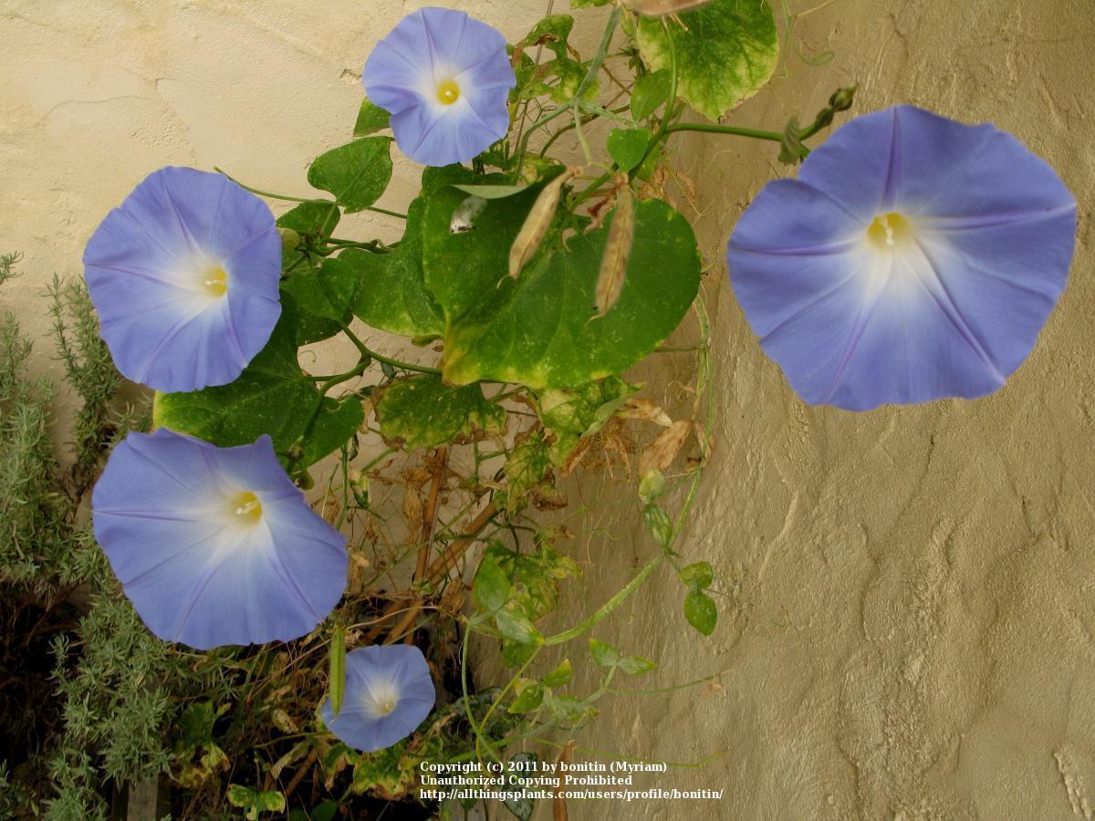 Photo of Morning Glory (Ipomoea tricolor 'Heavenly Blue') uploaded by bonitin