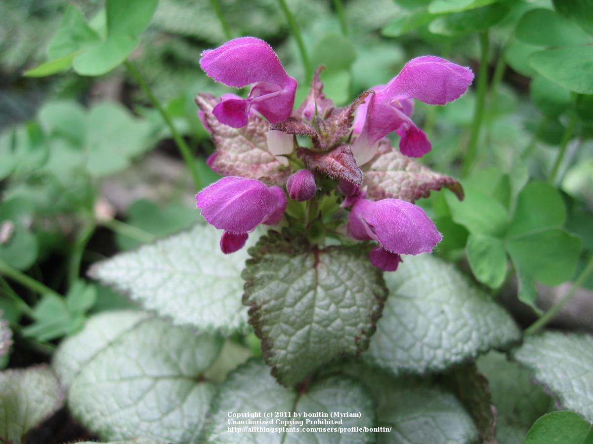 Photo of Spotted Dead Nettle (Lamium maculatum 'Beacon Silver') uploaded by bonitin