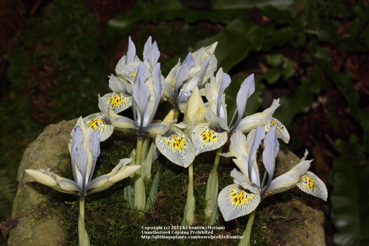 Photo of Reticulated Iris (Iris 'Katharine Hodgkin') uploaded by bonitin