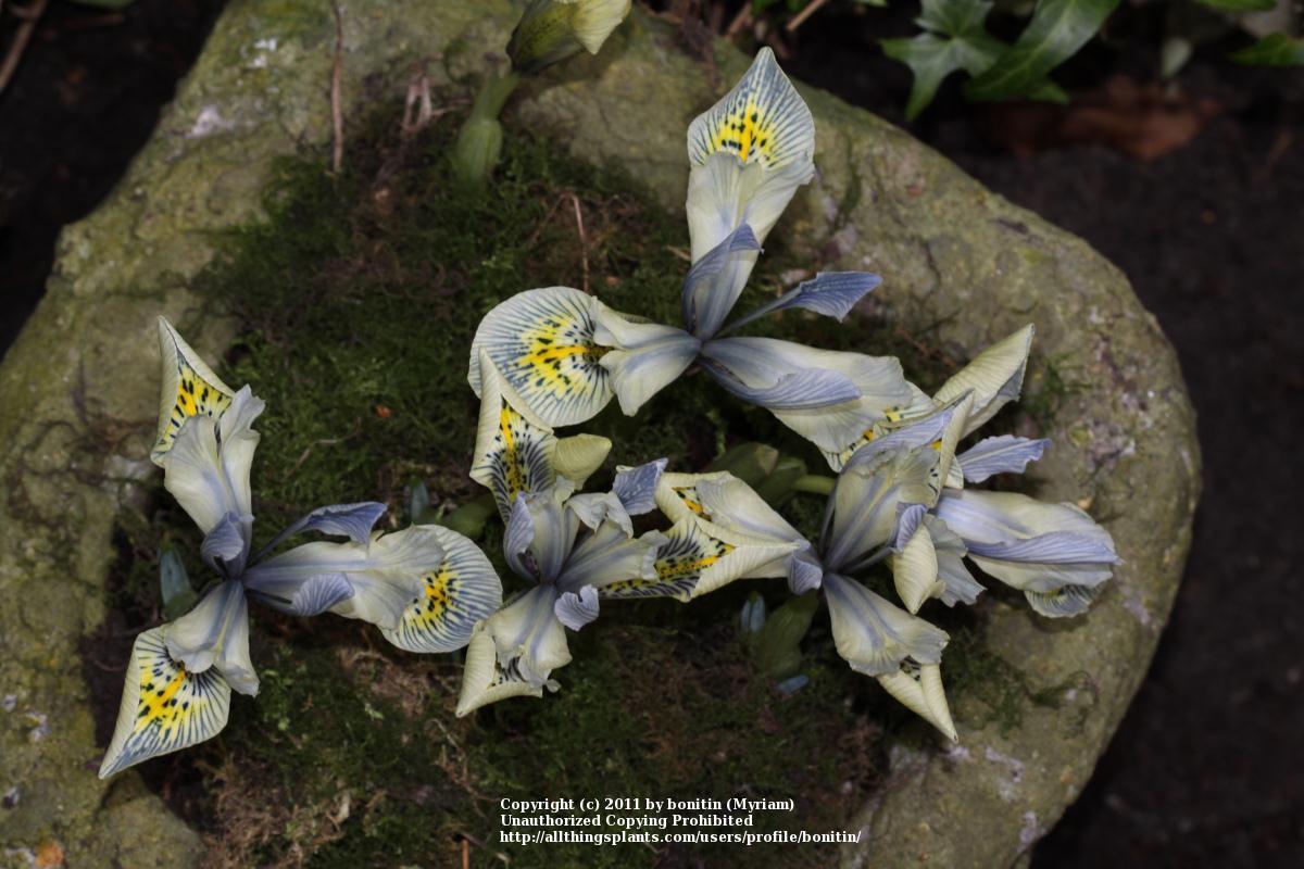 Photo of Reticulated Iris (Iris 'Katharine Hodgkin') uploaded by bonitin