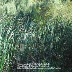 Location: Wetlands Area in Northeastern Indiana
Date: 2011-10-03