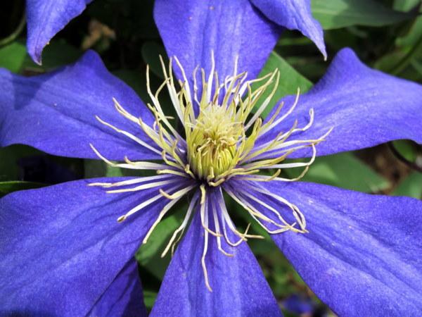 Photo of Clematis 'Daniel Deronda' uploaded by goldfinch4
