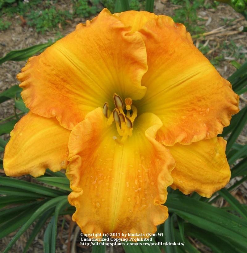 Photo of Daylily (Hemerocallis 'Orange Aglow') uploaded by kimkats