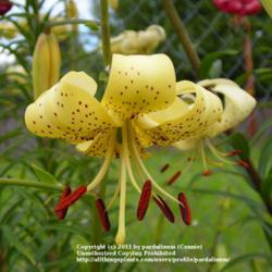 Location: Willamette Valley Oregon
Date: 2011-07-17 
Absolutely one of my favorite lilies!