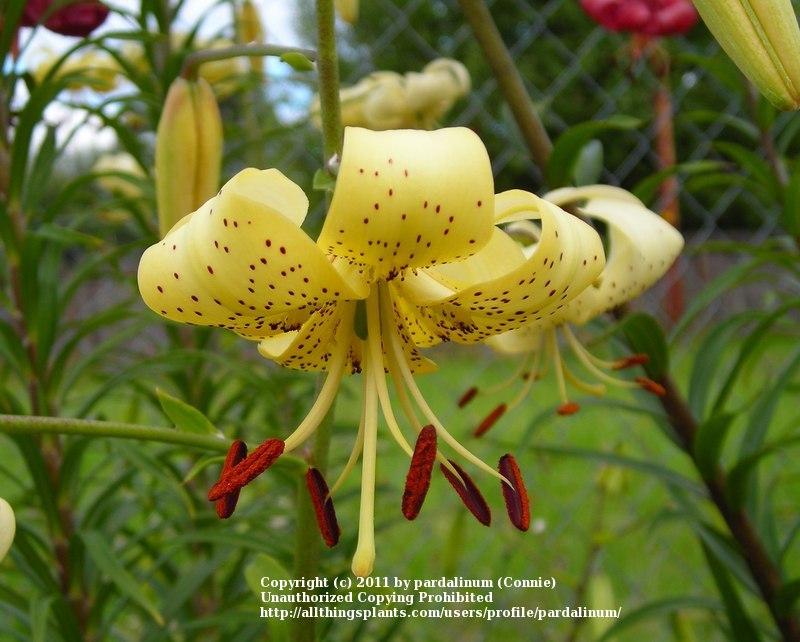 Photo of Lily (Lilium 'George Slate') uploaded by pardalinum
