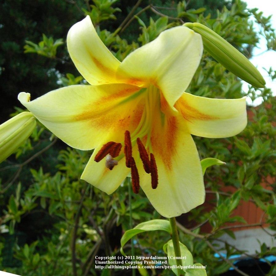 Photo of Lily (Lilium 'Quintessence') uploaded by pardalinum