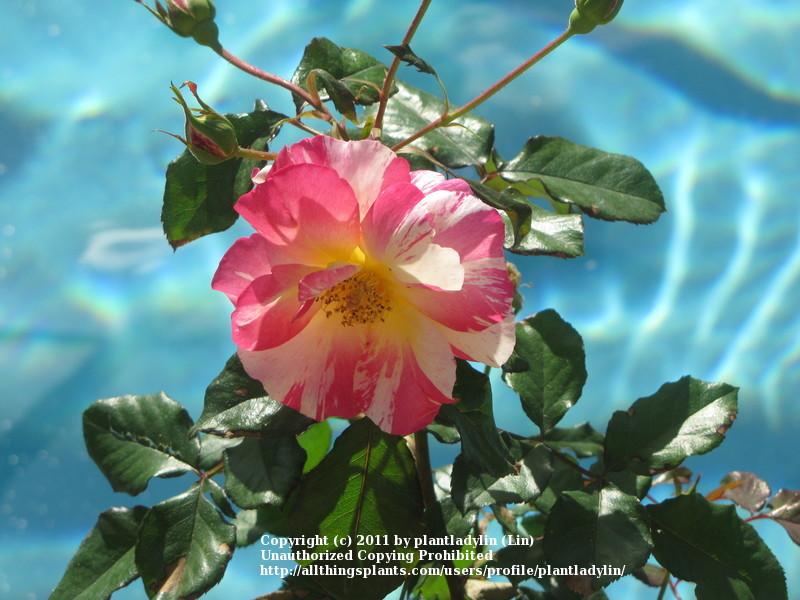 Photo of Rose (Rosa 'Citrus Splash') uploaded by plantladylin