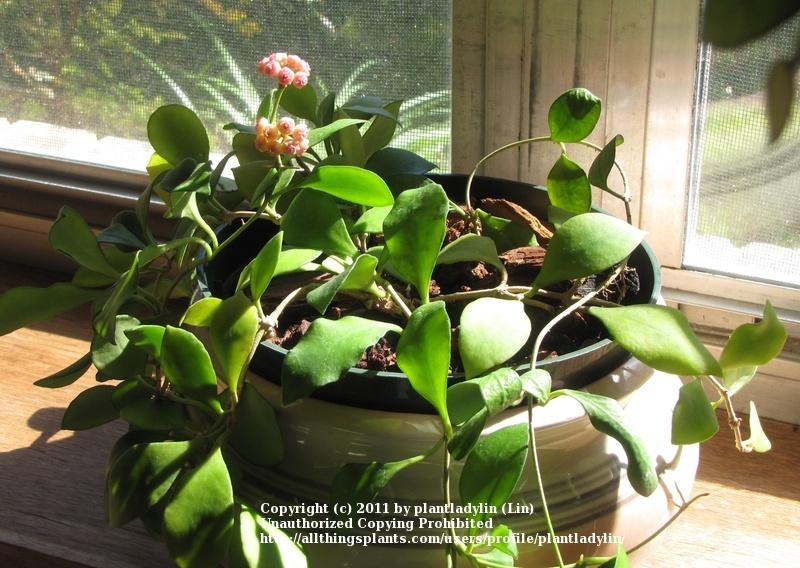 Photo of Wax Plant (Hoya heuschkeliana) uploaded by plantladylin