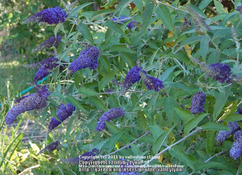 Photo of Butterfly Bush (Buddleja davidii English Butterfly™ Adonis Blue) uploaded by valleylynn
