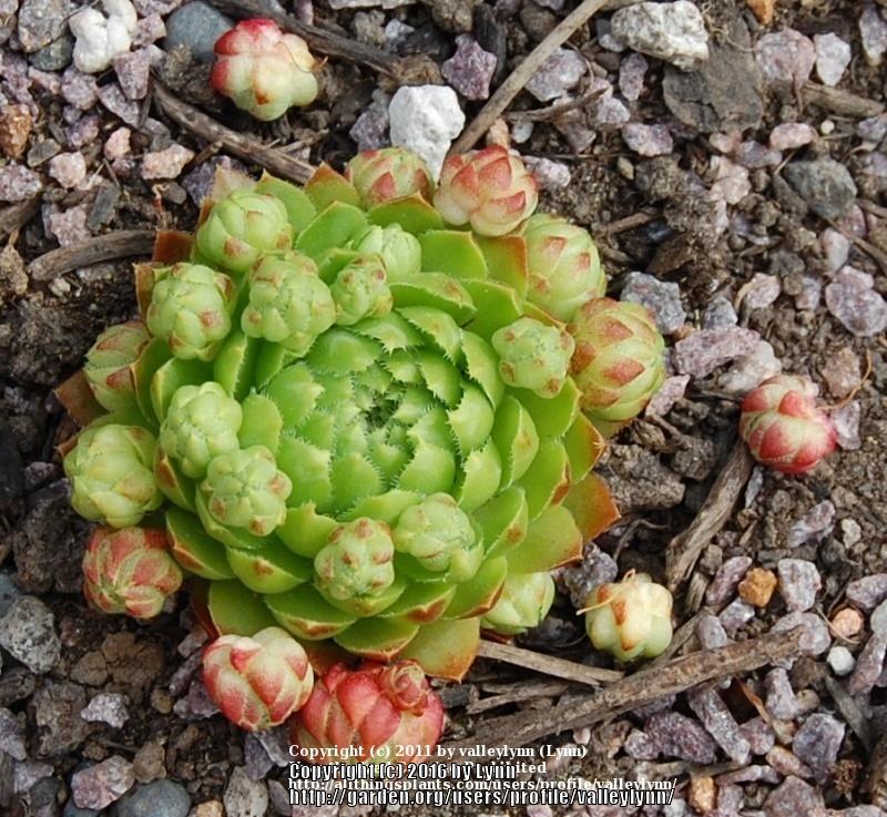 Photo of Rollers (Sempervivum globiferum subsp. allionii 'from Col de Turini') uploaded by valleylynn