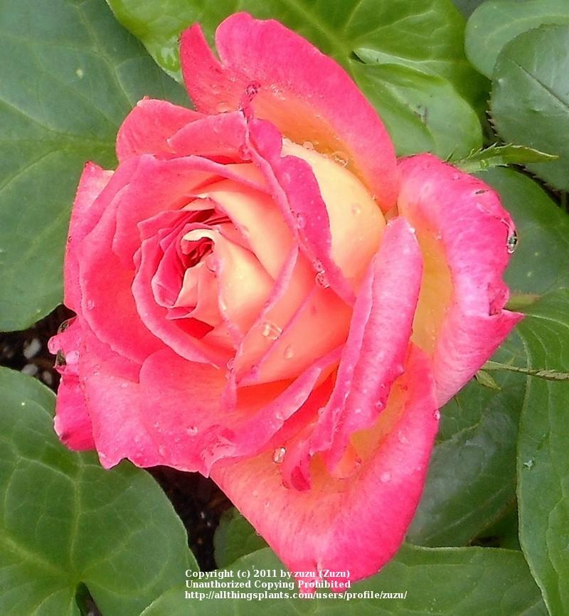 Photo of Rose (Rosa 'Brasilia') uploaded by zuzu