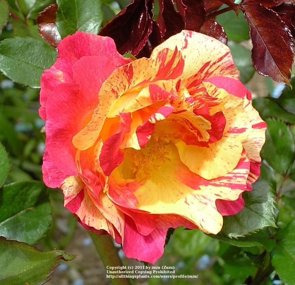 Photo of Rose (Rosa 'Citrus Splash') uploaded by zuzu