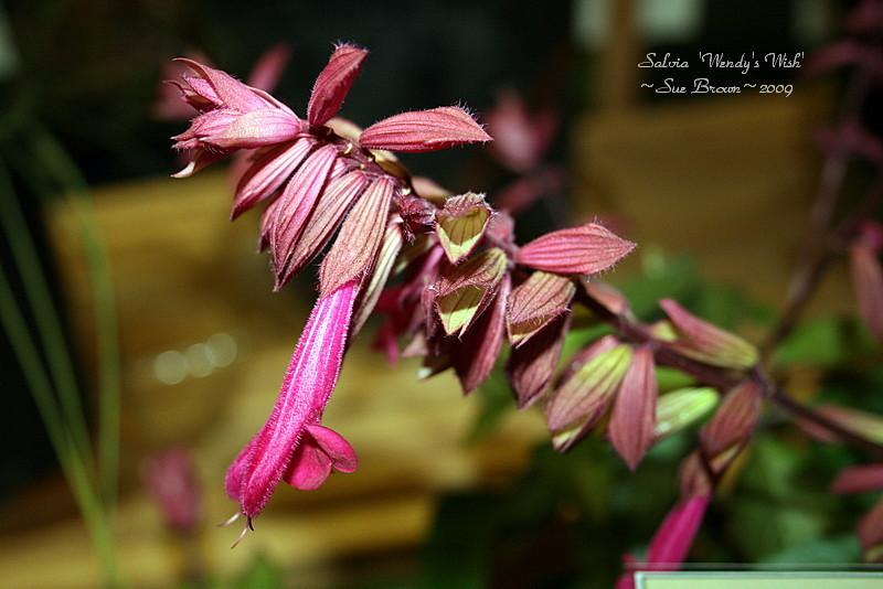 Photo of Salvia 'Wendy's Wish' uploaded by Calif_Sue