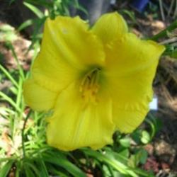 Location: Melvindale, Mi 48122
Date: Early season 2011
A delightful mini bloom for the garden.