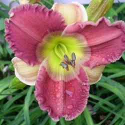 Location: Melvindale, Mi. 48122
Date: Mid season 2010
Beautiful smaller flower with unique eyezone!!!