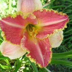 Location: Melvindale, Mi. 48122
Date: Mid season 2010
Nice bi-color, slow grower in my zone 5 garden.