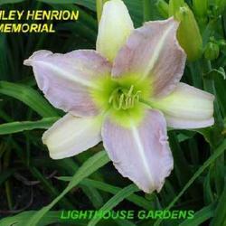 Location: Melvindale, Mi 48122
Date: Mid season 2009
Lovely lavender/yellow bi-color!!!
