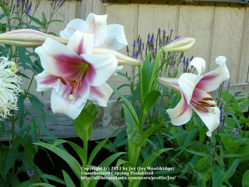Photo of Lily (Lilium Triumphator) uploaded by joy