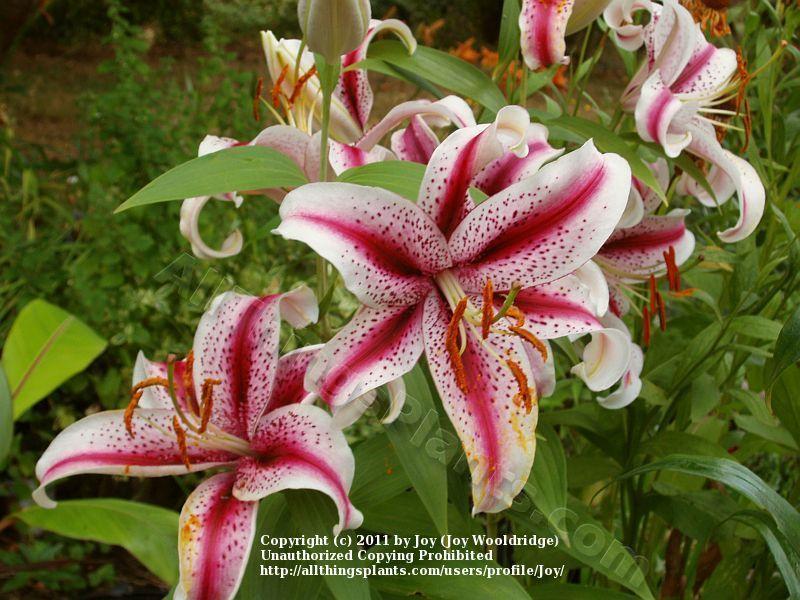 Photo of Oriental Lily (Lilium 'Dizzy') uploaded by joy