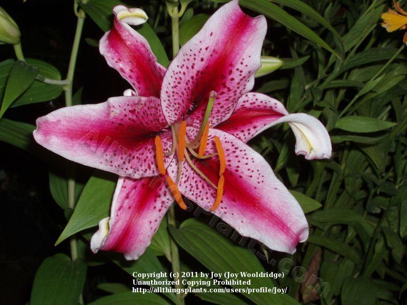 Photo of Oriental Lily (Lilium 'Dizzy') uploaded by joy