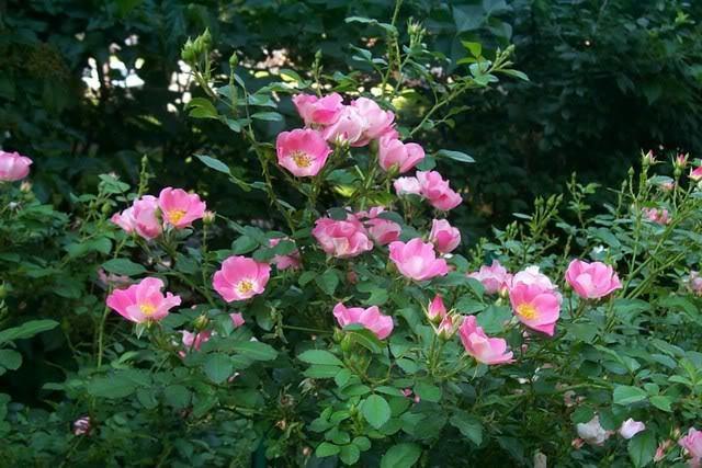 Photo of Rose (Rosa 'Carefree Delight') uploaded by newyorkrita