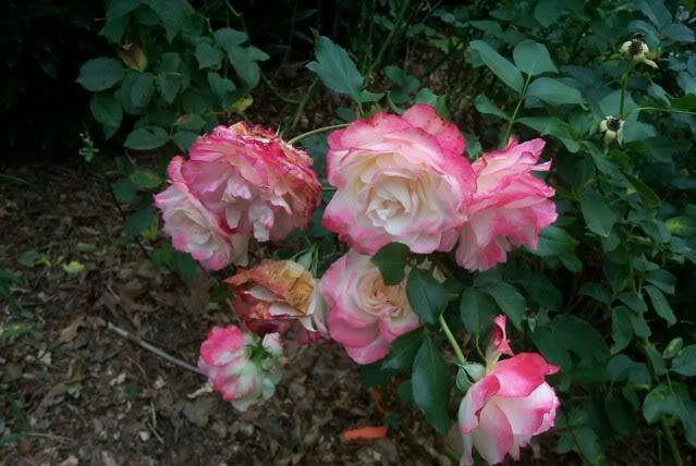 Photo of Rose (Rosa 'Cherry Parfait') uploaded by newyorkrita