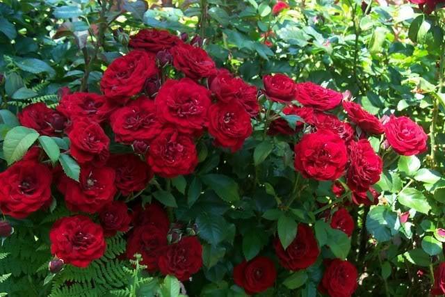 Photo of Rose (Rosa 'Lavaglut') uploaded by newyorkrita