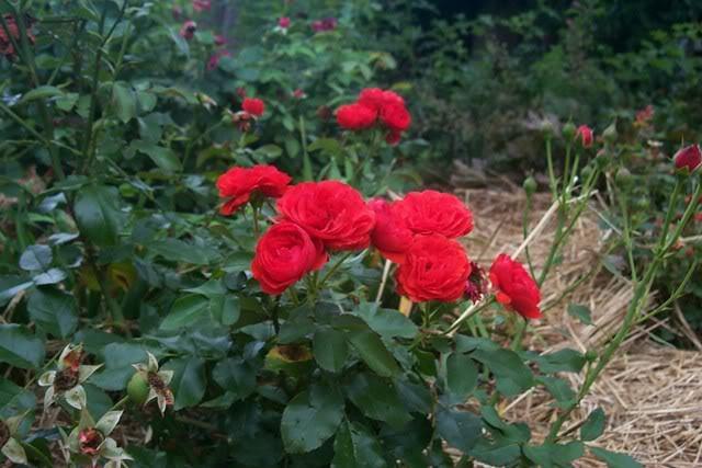 Photo of Rose (Rosa 'Trumpeter') uploaded by newyorkrita