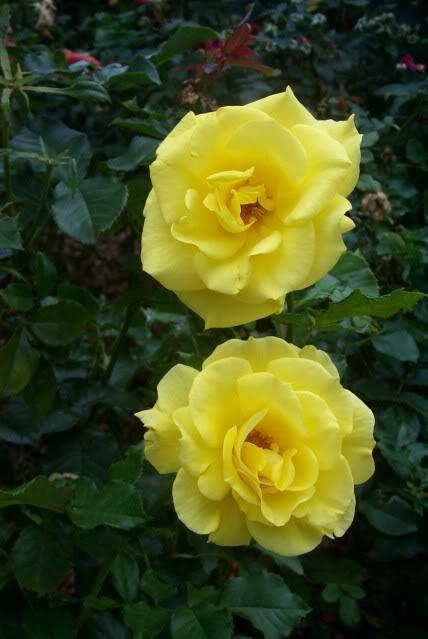 Photo of Rose (Rosa 'Sunsprite') uploaded by newyorkrita