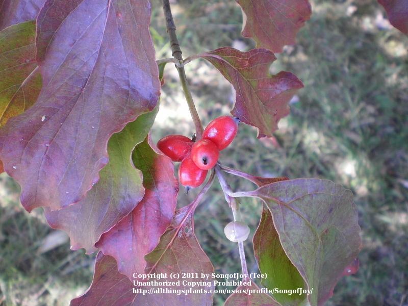 Photo of Flowering Dogwood (Cornus florida) uploaded by songofjoy