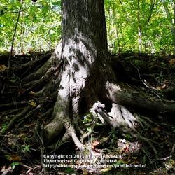 Location: Natural Area in Northeastern Indiana
Date: 2011-10-04
Trunk Base and Root Structure