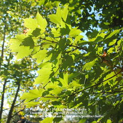 Location: My Northeastern Indiana Gardens - Zone 5
Date: 2011-10-05
End of summer leaves. There will be a remarkable change within th