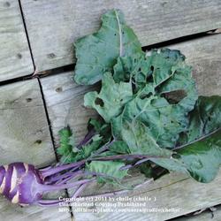 Location: My Northeastern Indiana Gardens - Zone 5
Date: 2011-10-05
Absolutely amazing kohlrabi! I set out my seedlings around the la